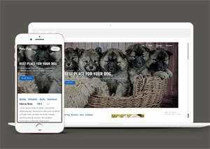 关于宠物狗销售网站模板下载 - 网创&网赚 项目教学