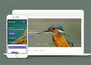 专业鸟类百科HTML网站模板 - 网创&网赚 项目教学